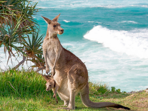 Adelaide_Kangaroo Island